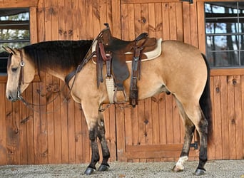 American Quarter Horse, Ruin, 4 Jaar, 157 cm, Buckskin