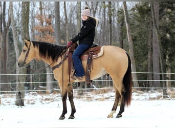 American Quarter Horse, Ruin, 4 Jaar, 157 cm, Buckskin