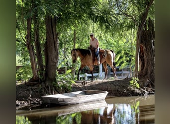 American Quarter Horse, Ruin, 4 Jaar, 157 cm, Buckskin