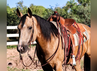 American Quarter Horse, Ruin, 4 Jaar, 157 cm, Buckskin