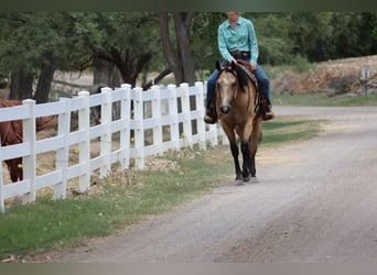 American Quarter Horse, Ruin, 4 Jaar, 157 cm, Buckskin