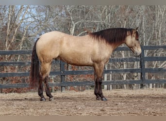 American Quarter Horse, Ruin, 4 Jaar, 157 cm, Buckskin