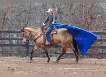 American Quarter Horse, Ruin, 4 Jaar, 157 cm, Buckskin