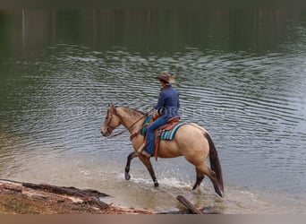 American Quarter Horse, Ruin, 4 Jaar, 157 cm, Buckskin