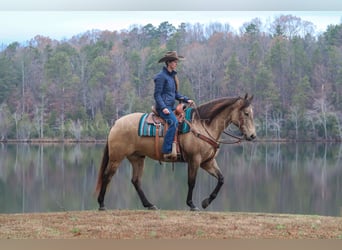 American Quarter Horse, Ruin, 4 Jaar, 157 cm, Buckskin