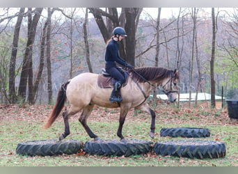 American Quarter Horse, Ruin, 4 Jaar, 157 cm, Buckskin