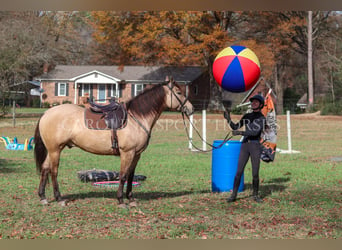 American Quarter Horse, Ruin, 4 Jaar, 157 cm, Buckskin