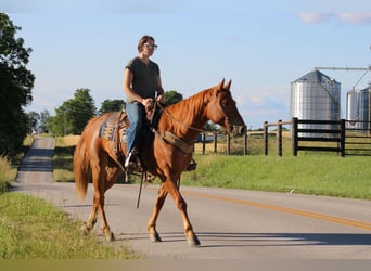 American Quarter Horse, Ruin, 4 Jaar, 157 cm, Donkere-vos