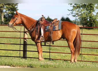 American Quarter Horse, Ruin, 4 Jaar, 157 cm, Donkere-vos