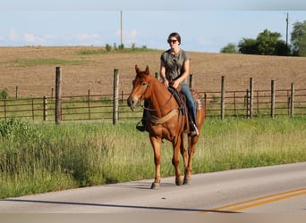 American Quarter Horse, Ruin, 4 Jaar, 157 cm, Donkere-vos