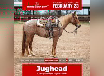 American Quarter Horse, Ruin, 4 Jaar, 157 cm, Roan-Red