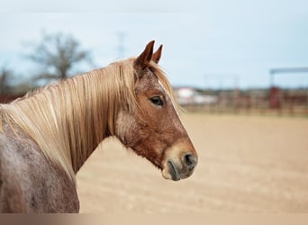 American Quarter Horse, Ruin, 4 Jaar, 157 cm, Roan-Red