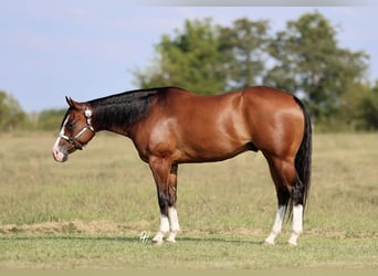 American Quarter Horse, Ruin, 4 Jaar, 157 cm, Roodbruin