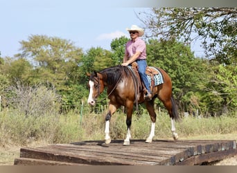 American Quarter Horse, Ruin, 4 Jaar, 157 cm, Roodbruin