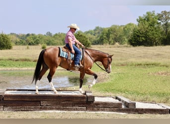 American Quarter Horse, Ruin, 4 Jaar, 157 cm, Roodbruin