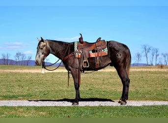 American Quarter Horse, Ruin, 4 Jaar, 157 cm, Schimmel