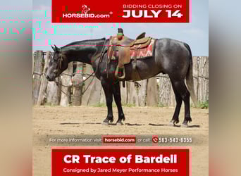 American Quarter Horse, Ruin, 4 Jaar, 157 cm, Schimmel