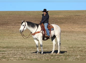 American Quarter Horse, Ruin, 4 Jaar, 157 cm, Schimmel