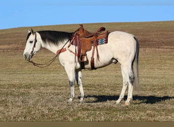 American Quarter Horse, Ruin, 4 Jaar, 157 cm, Schimmel