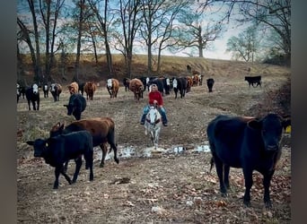 American Quarter Horse, Ruin, 4 Jaar, 157 cm, Schimmel