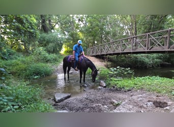 American Quarter Horse, Ruin, 4 Jaar, 157 cm, Zwart