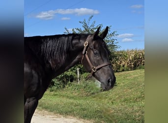 American Quarter Horse, Ruin, 4 Jaar, 157 cm, Zwart