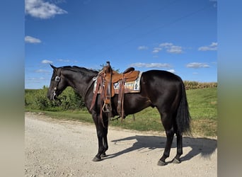 American Quarter Horse, Ruin, 4 Jaar, 157 cm, Zwart