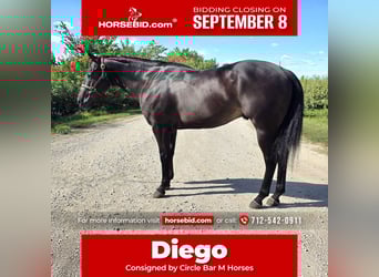 American Quarter Horse, Ruin, 4 Jaar, 157 cm, Zwart