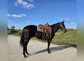 American Quarter Horse, Ruin, 4 Jaar, 157 cm, Zwart