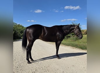 American Quarter Horse, Ruin, 4 Jaar, 157 cm, Zwart