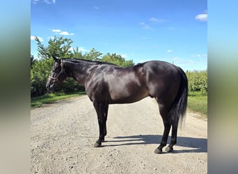 American Quarter Horse, Ruin, 4 Jaar, 157 cm, Zwart