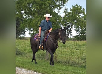 American Quarter Horse, Ruin, 4 Jaar, 157 cm, Zwart