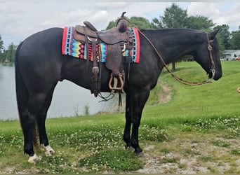 American Quarter Horse, Ruin, 4 Jaar, 157 cm, Zwart