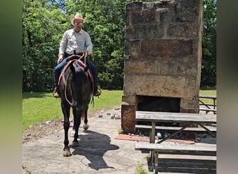 American Quarter Horse, Ruin, 4 Jaar, 157 cm, Zwart