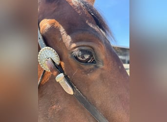 American Quarter Horse, Ruin, 4 Jaar, 158 cm, Bruin