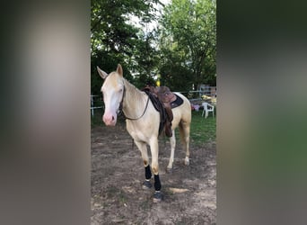 American Quarter Horse, Ruin, 4 Jaar, 159 cm, Perlino