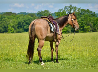 American Quarter Horse, Ruin, 4 Jaar, 160 cm, Falbe