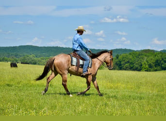 American Quarter Horse, Ruin, 4 Jaar, 160 cm, Falbe