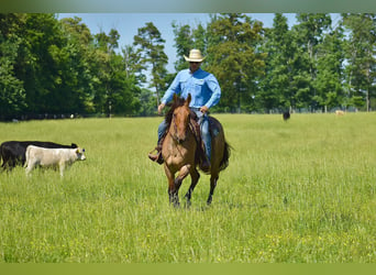 American Quarter Horse, Ruin, 4 Jaar, 160 cm, Falbe