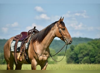 American Quarter Horse, Ruin, 4 Jaar, 160 cm, Falbe