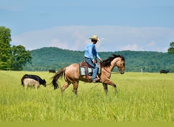 American Quarter Horse, Ruin, 4 Jaar, 160 cm, Falbe