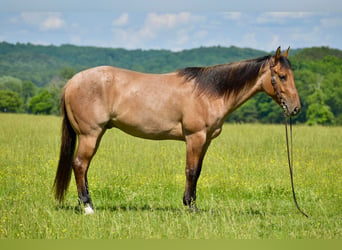 American Quarter Horse, Ruin, 4 Jaar, 160 cm, Falbe