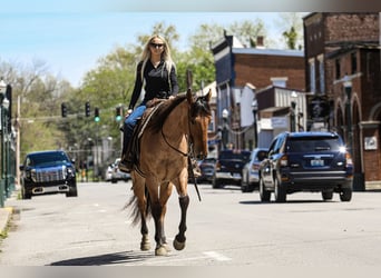 American Quarter Horse, Ruin, 4 Jaar, 160 cm, Falbe