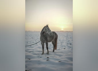 American Quarter Horse, Ruin, 4 Jaar, 160 cm, kan schimmel zijn