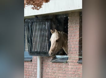 American Quarter Horse, Ruin, 4 Jaar, 160 cm, Palomino