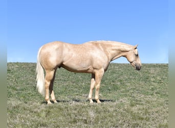 American Quarter Horse, Ruin, 4 Jaar, 160 cm, Palomino