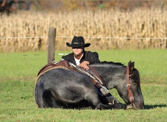 American Quarter Horse Mix, Ruin, 4 Jaar, 160 cm, Roan-Blue