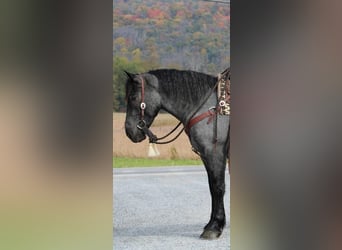 American Quarter Horse Mix, Ruin, 4 Jaar, 160 cm, Roan-Blue