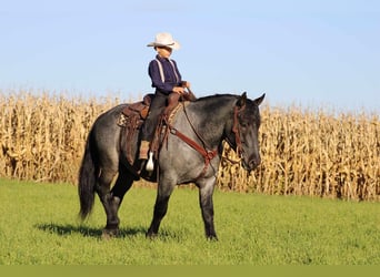 American Quarter Horse Mix, Ruin, 4 Jaar, 160 cm, Roan-Blue