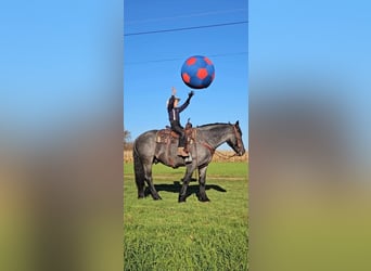 American Quarter Horse Mix, Ruin, 4 Jaar, 160 cm, Roan-Blue